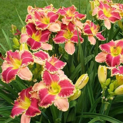 Лилейник "ДИВАС ЧОЙС"