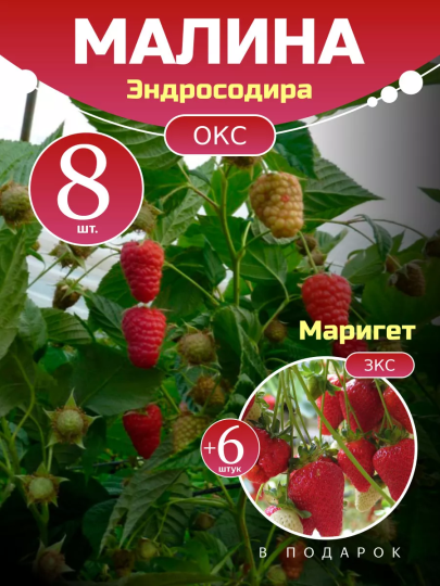 Малина Эндросодира комплект саженцев 8 шт + клубника Маригет