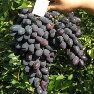 Виноград "КОДРЯНКА"